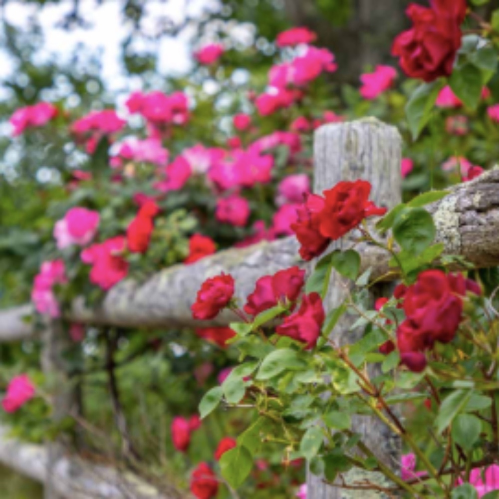 Meet your Posher, Climbing